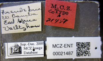Media type: image;   Entomology 21487 Aspect: labels